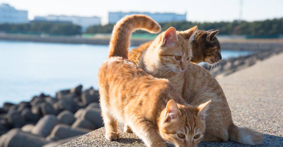 Comment garder une maison propre avec des animaux domestiques